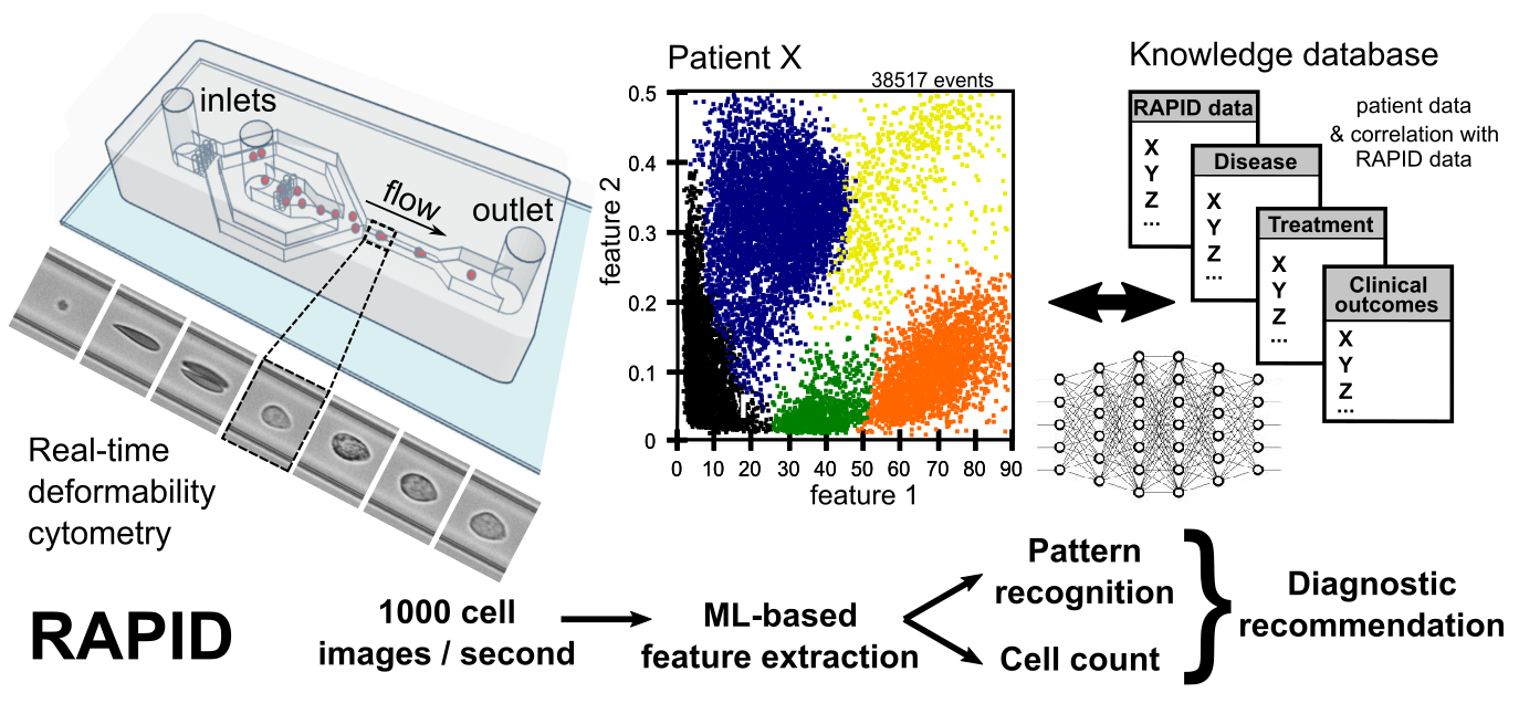 A set of diagrams vizualizing the RAPID workflow in Real-Time Deformability Cytometry.