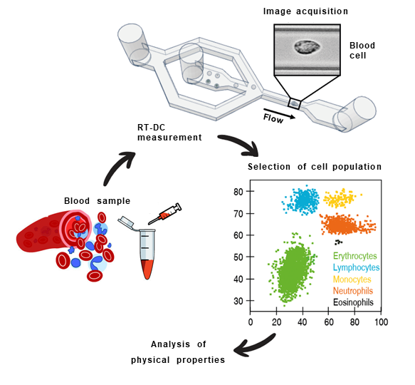 Workflow of the measurement of physical properties of leukocytes and
        erythrocytes.